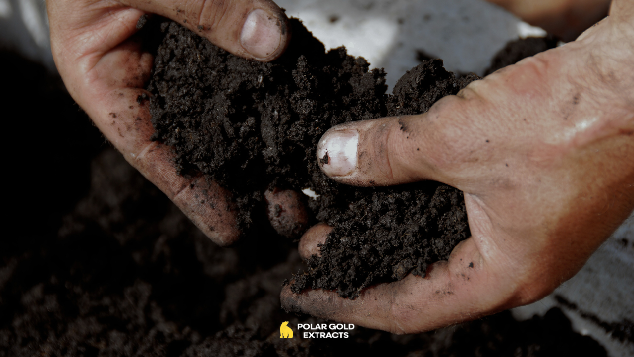 The Bridge Between Plant Medicine and Self-Healing