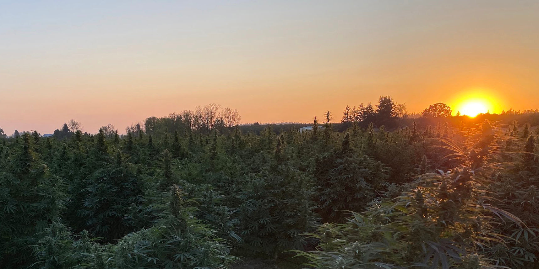 Our Story... Why and How Polar Gold was Created