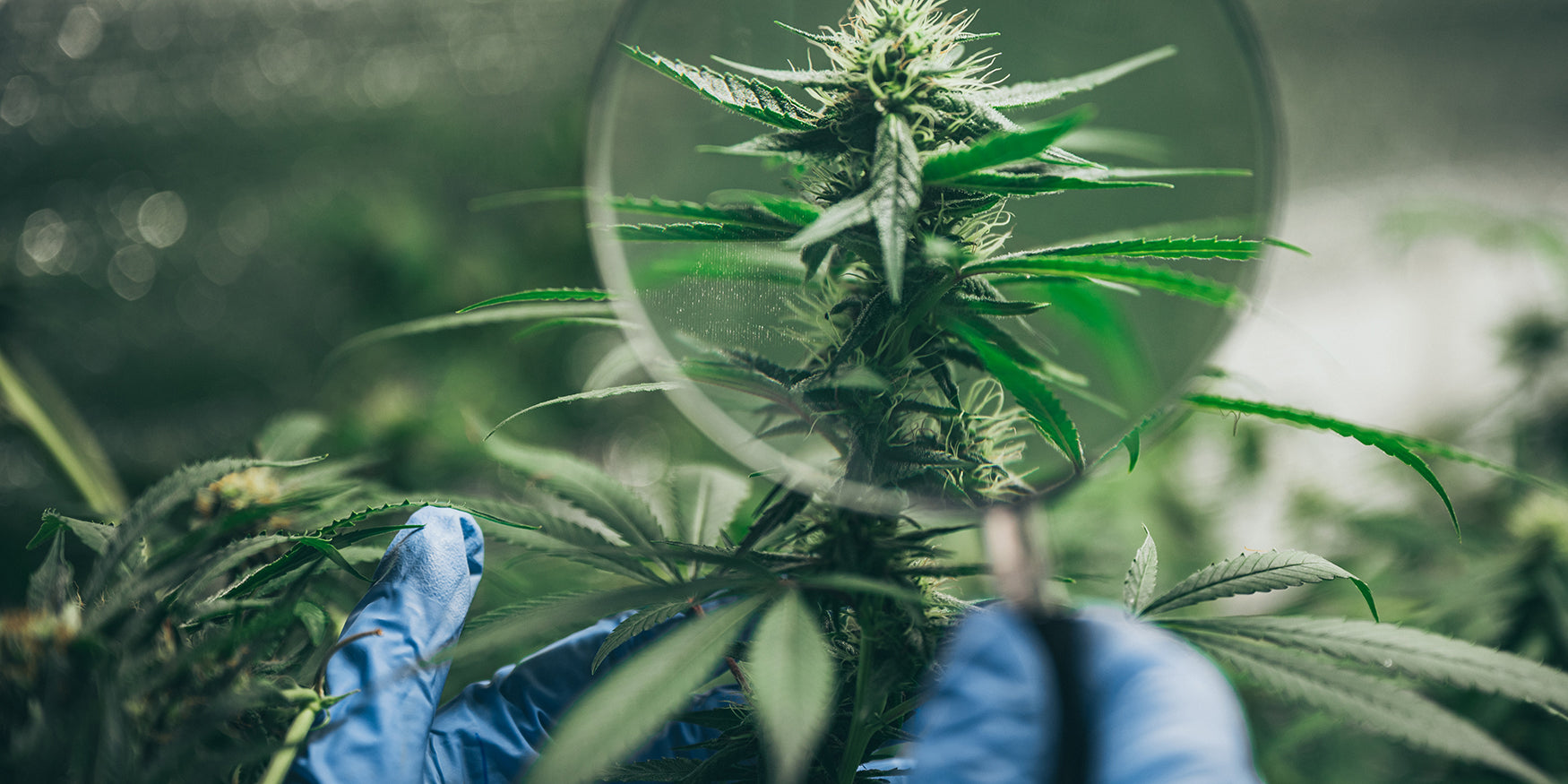 What the heck is CBD and Why do I keep seeing it?