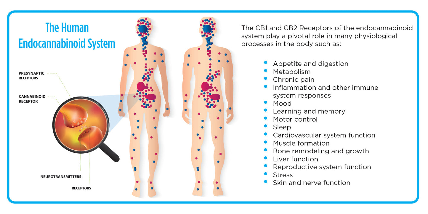 What is the Endocannabinoid system?